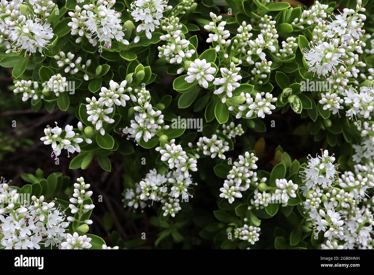 Hebe pinguifolia ‘Sutherlandii’ FLOWERS shrubby veronica Sutherlandii – conical clusters of white bell-shaped flowers and small ovate grey green leave Stock Photo