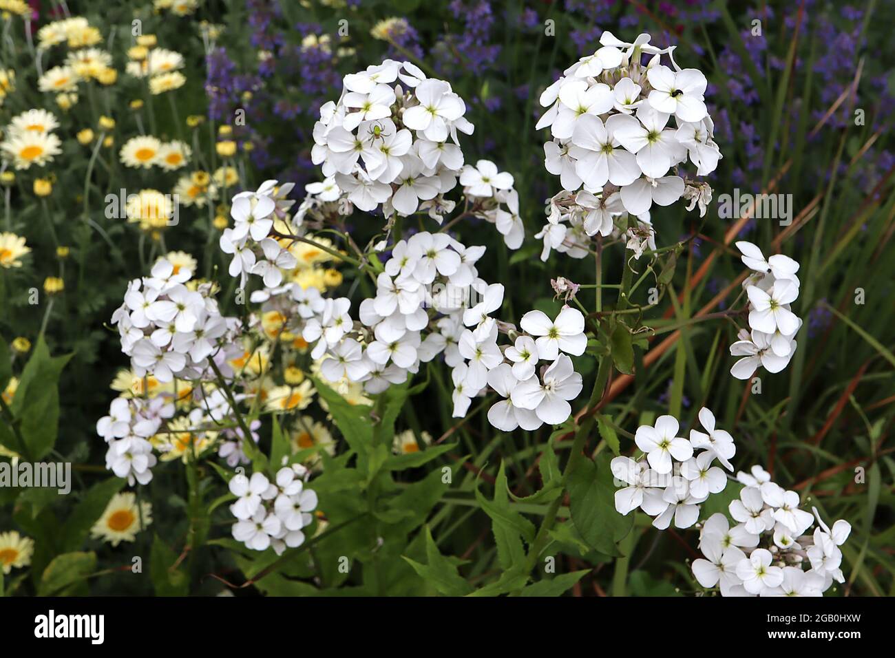 Hesperis matronalis var. albiflora dames violet – domed clusters of white flowers and dark green lance-shaped leaves on tall stems,  June, England, UK Stock Photo