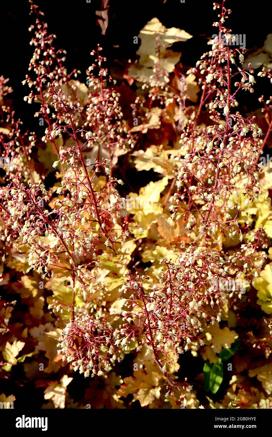 Alum root caramel hires stock photography and images Alamy