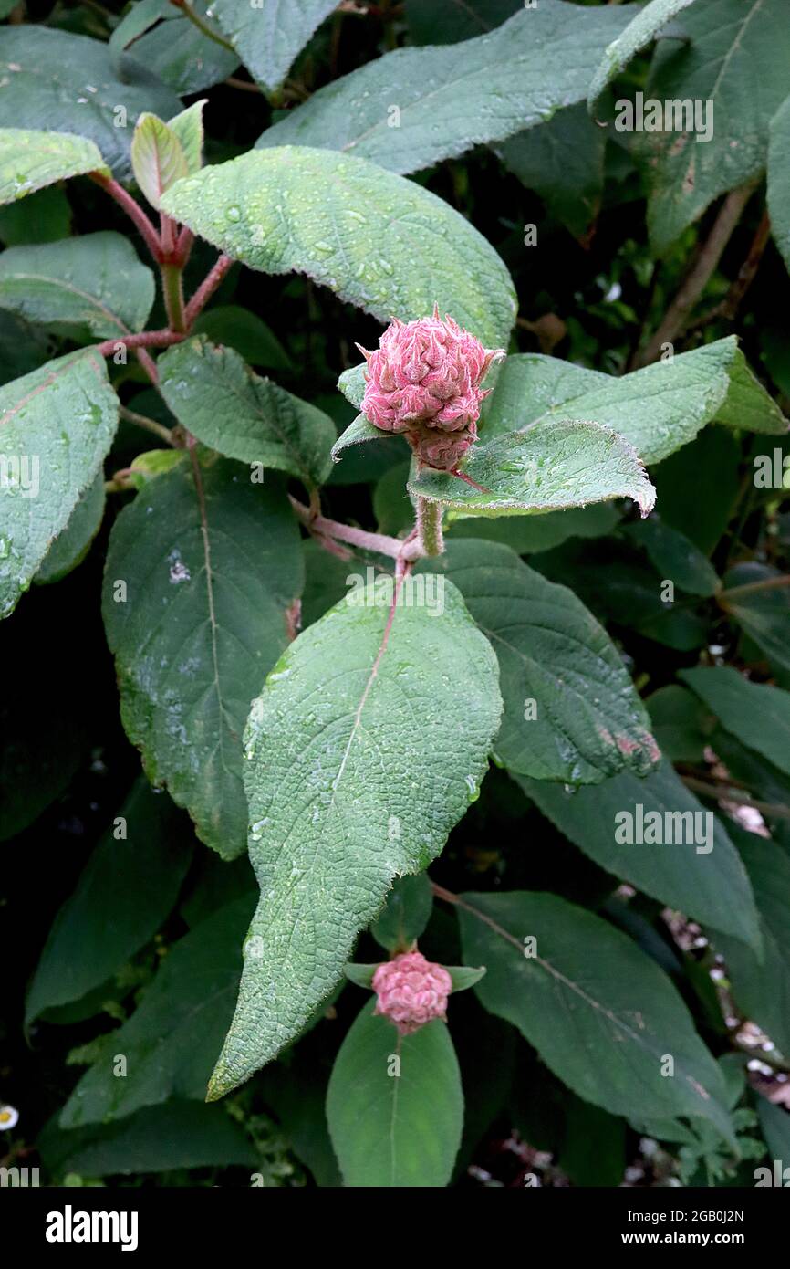 Hydrangea aspera ‘Macrophylla’ FLOWER BUDS ONLY large-leaved scabrous hydrangea – furry deep pink flower bud cluster and large ovate leaves,  June, UK Stock Photo