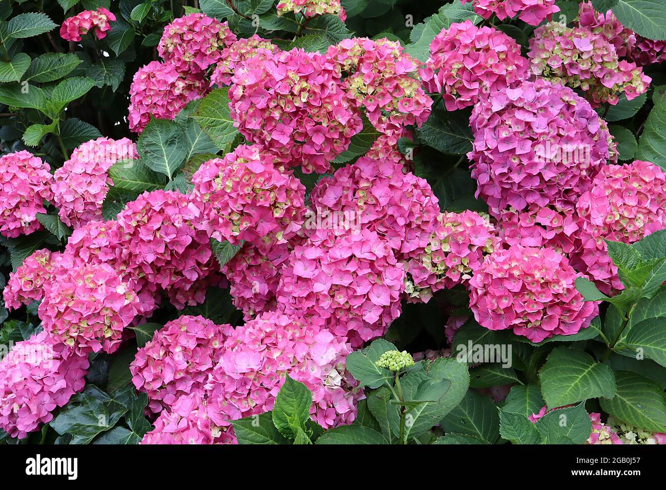 Hydrangea macrophylla ‘Forever Pink’ Hortensia Forever Pink - large flower heads of deep pink flowers, June, England, UK Stock Photo
