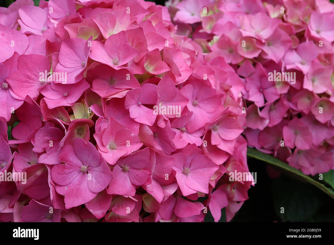 Hydrangea macrophylla ‘Forever Pink’ Hortensia Forever Pink - large flower heads of deep pink flowers, June, England, UK Stock Photo