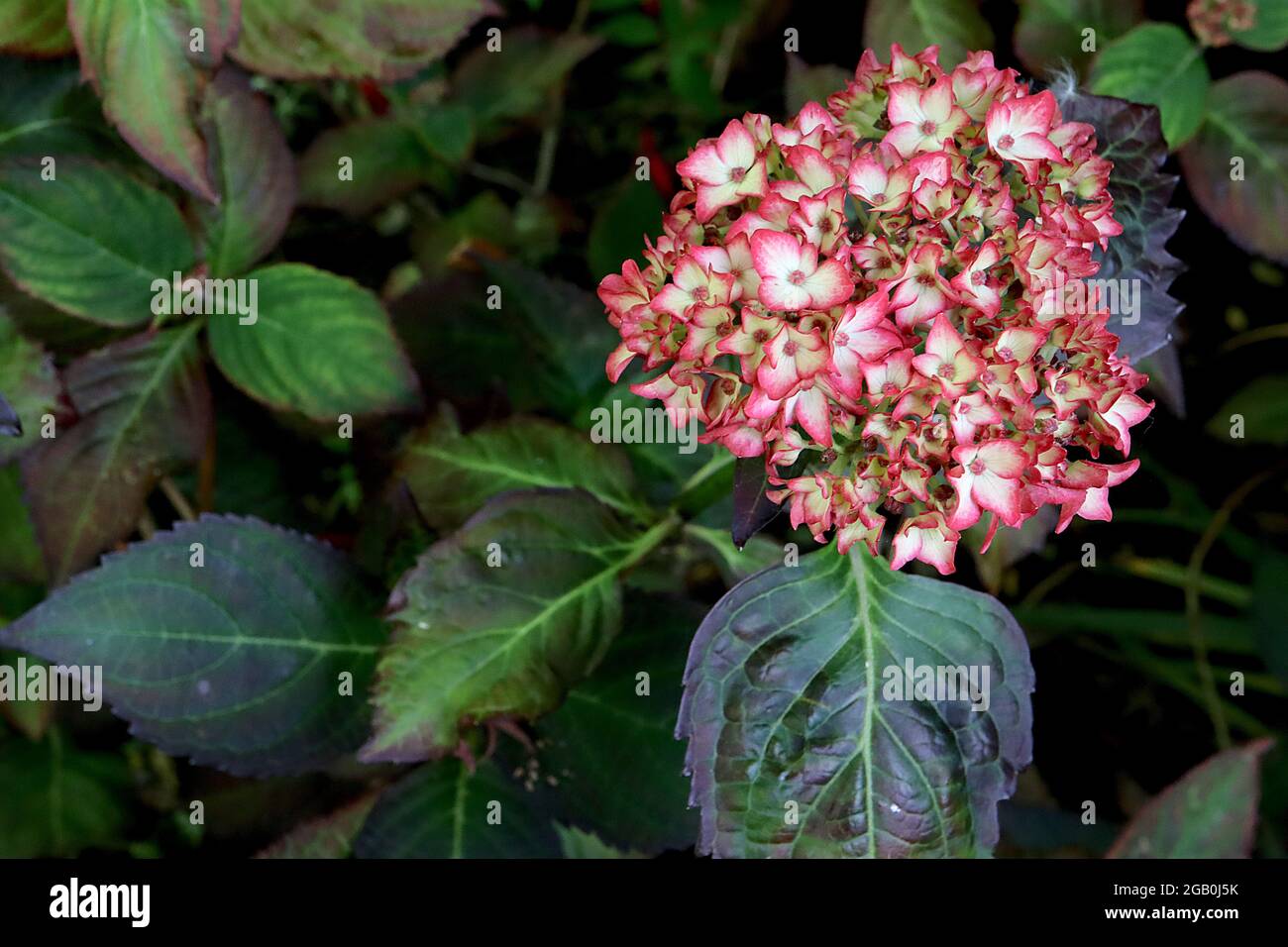 Hydrangea macrophylla ‘Alpengluhen’ Hortensia Alpengluhen – cream flowers with red edges, June, England, UK Stock Photo