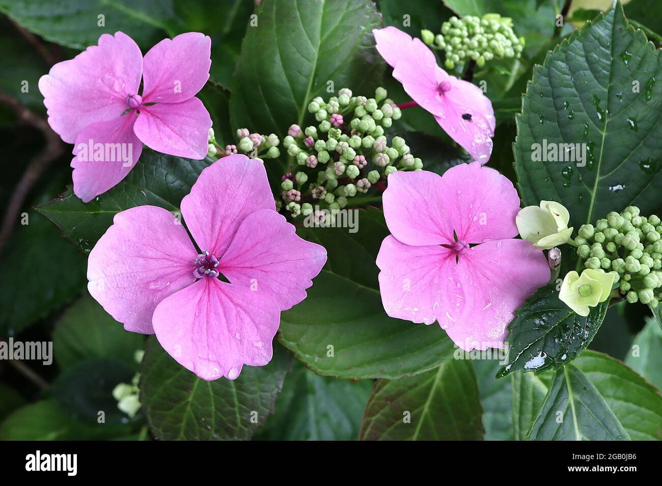 Hydrangea ‘Twist n Shout’ Hortensia Twist n Shout – medium pink fringed flat flowers and tiny flower bud clusters,  June, England, UK Stock Photo