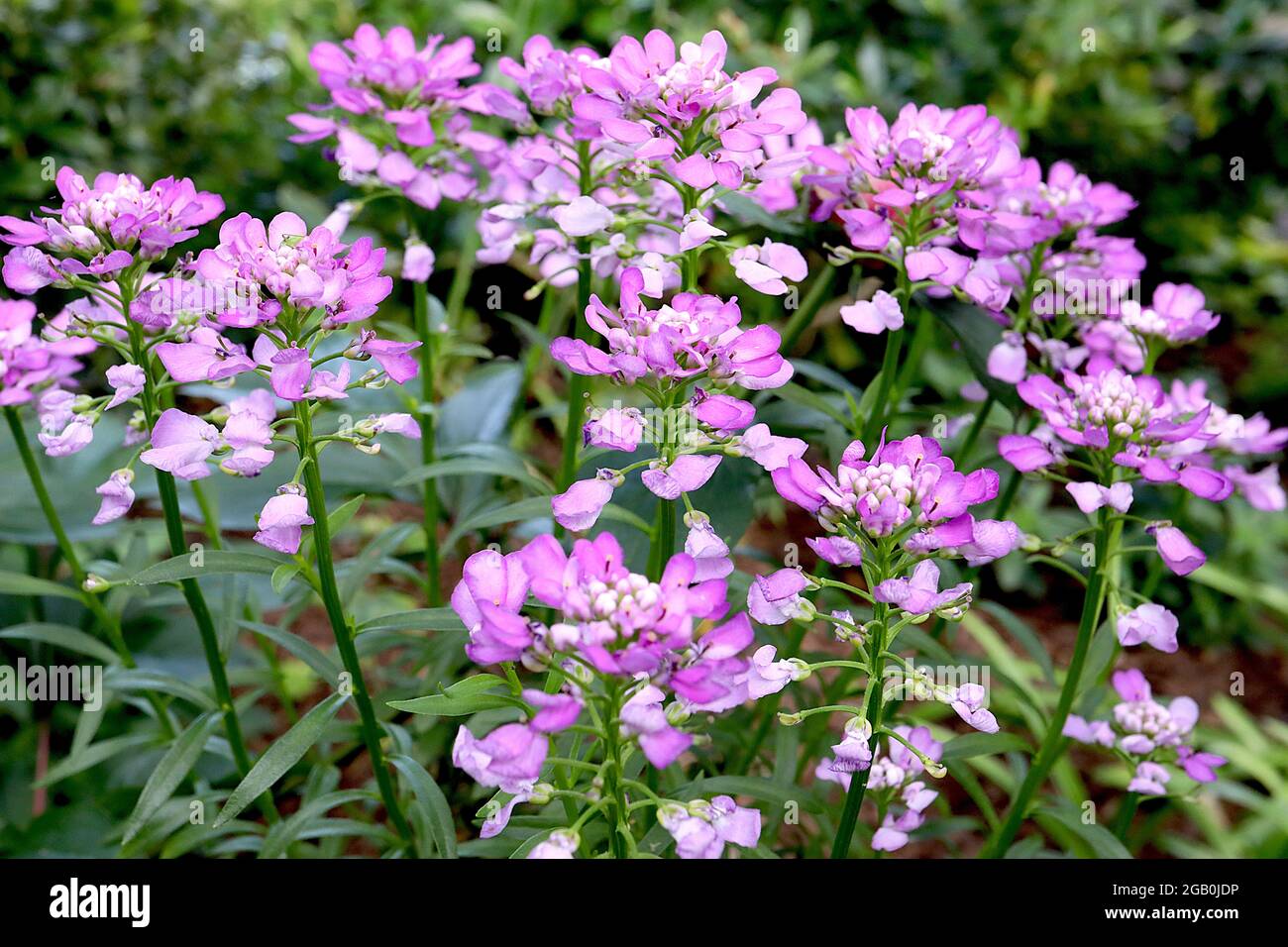 Tight flower heads hires stock photography and images Alamy