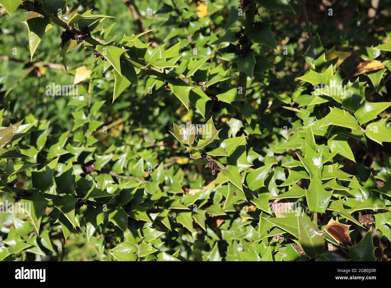 Ilex pernyi Pernys holly – mid green triangular spiny leaves,  June, England, UK Stock Photo