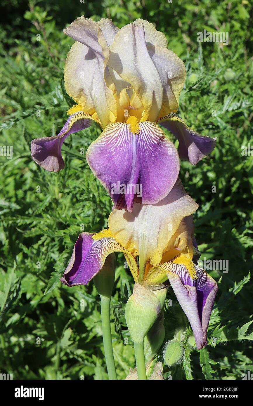 Iris 'Autumn Elf' (IB) Intermediate Bearded Iris Violet falls, veined base,  cream standards, yellow beard, June, England, UK Stock Photo - Alamy