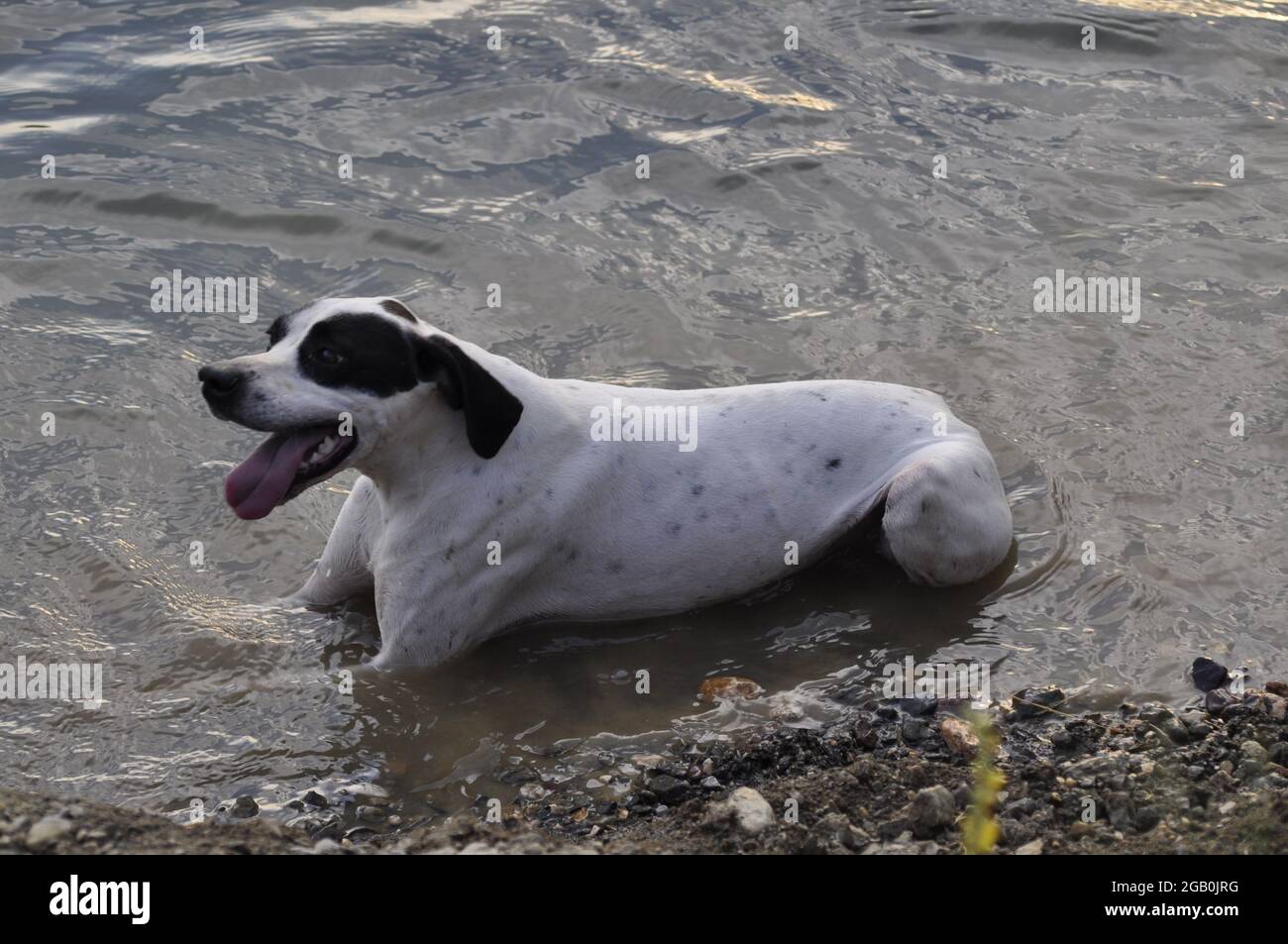 A dog cools in the cold waters of the river during the summer heat. Stock Photo