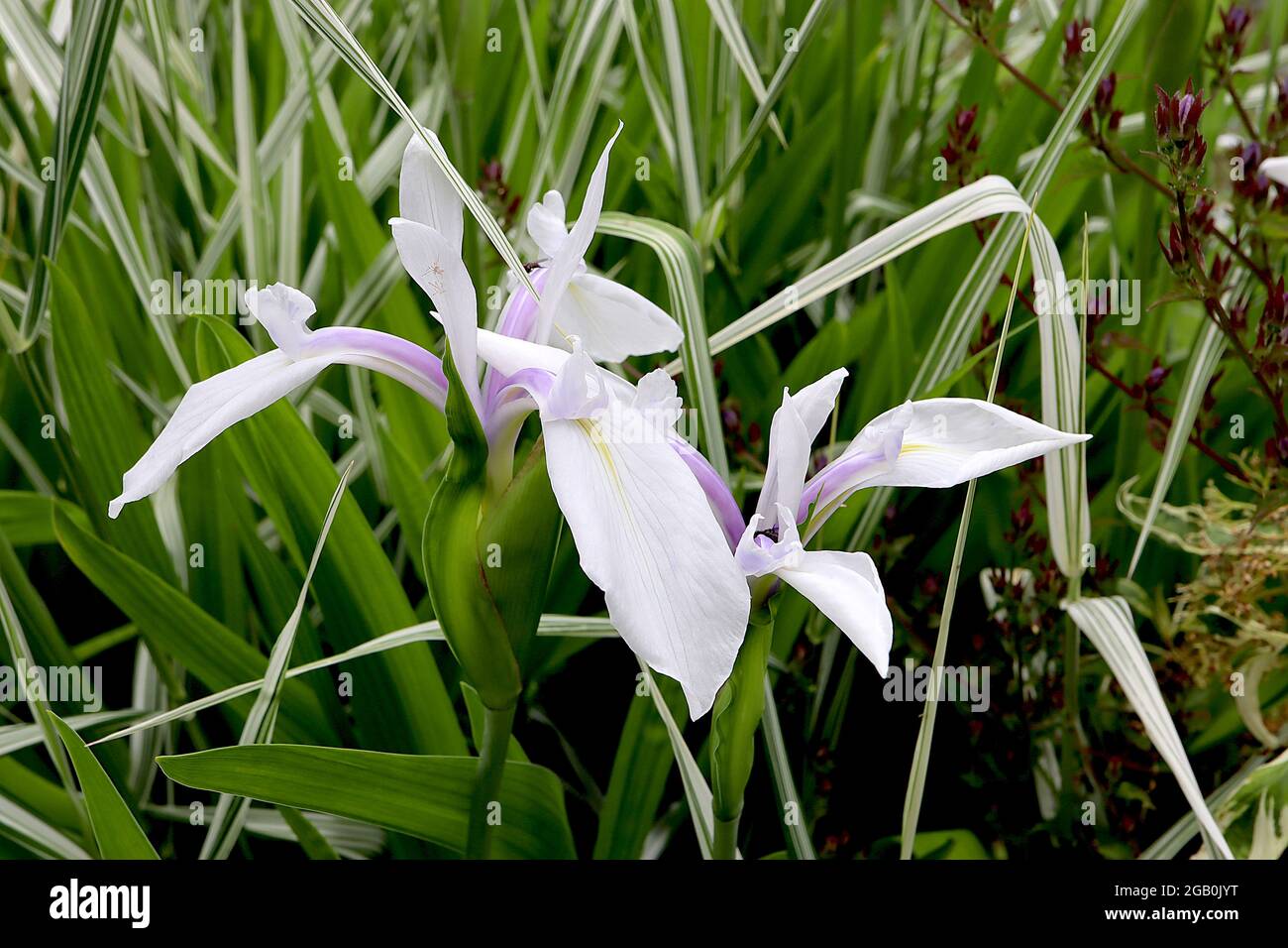 Iris laevigata ‘Snowdrift’ Species iris (SPEC) Long white falls, short white standards, violet crests, yellow signal,  June, England, UK Stock Photo