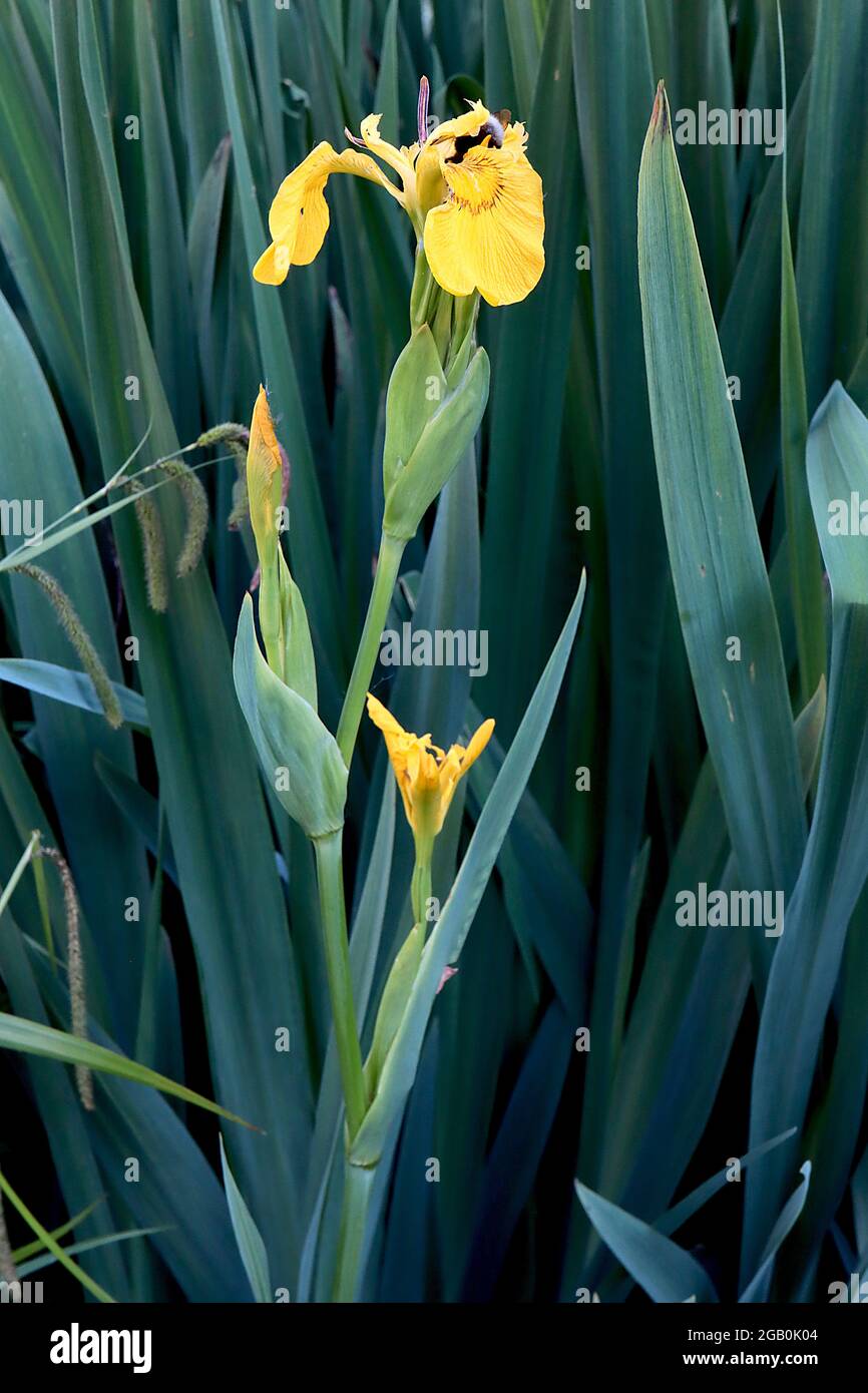 Iris pseudacorus ‘Roy Davidson’ Species iris (SPEC) yellow flag iris Roy Davidson – yellow falls, brown veins, short yellow standards,  June, England, Stock Photo