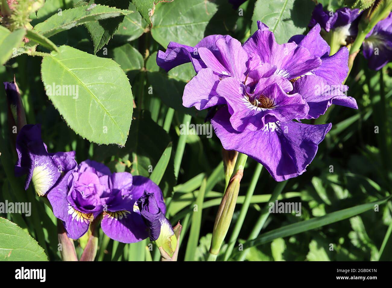 Iris sibirica ‘Kabluey’ (Sib) Siberian iris Kabluey – purple falls, veined base, violet standards,  June, England, UK Stock Photo