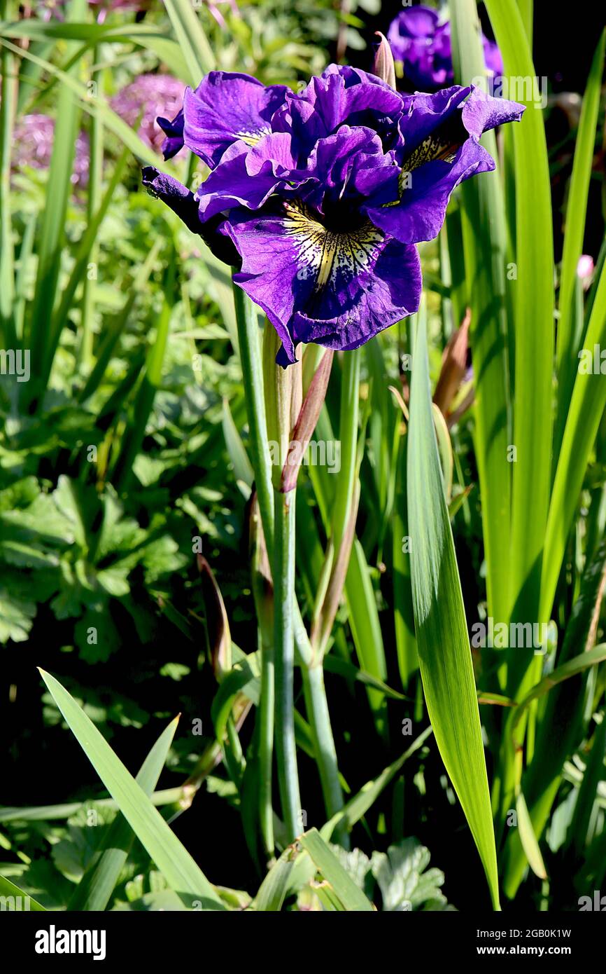 Iris sibirica ‘Kabluey’ (Sib) Siberian iris Kabluey – purple falls, veined base, violet standards,  June, England, UK Stock Photo