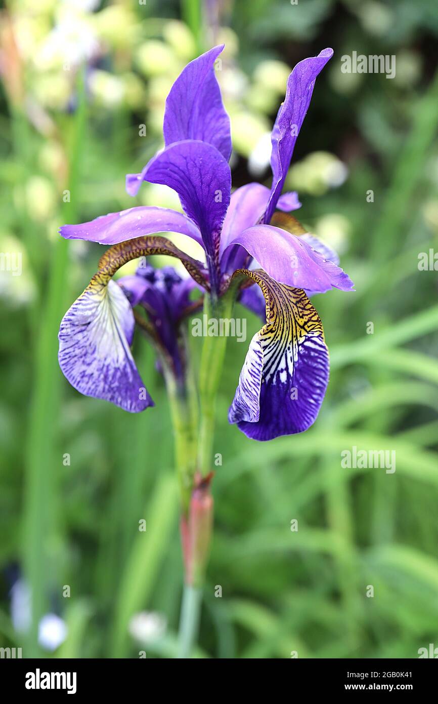 Iris sibirica 'Tropic Night' (Sib) Siberian iris Tropic Night – purple  falls, veined base, violet crests, purple standards, June, England, UK  Stock Photo - Alamy