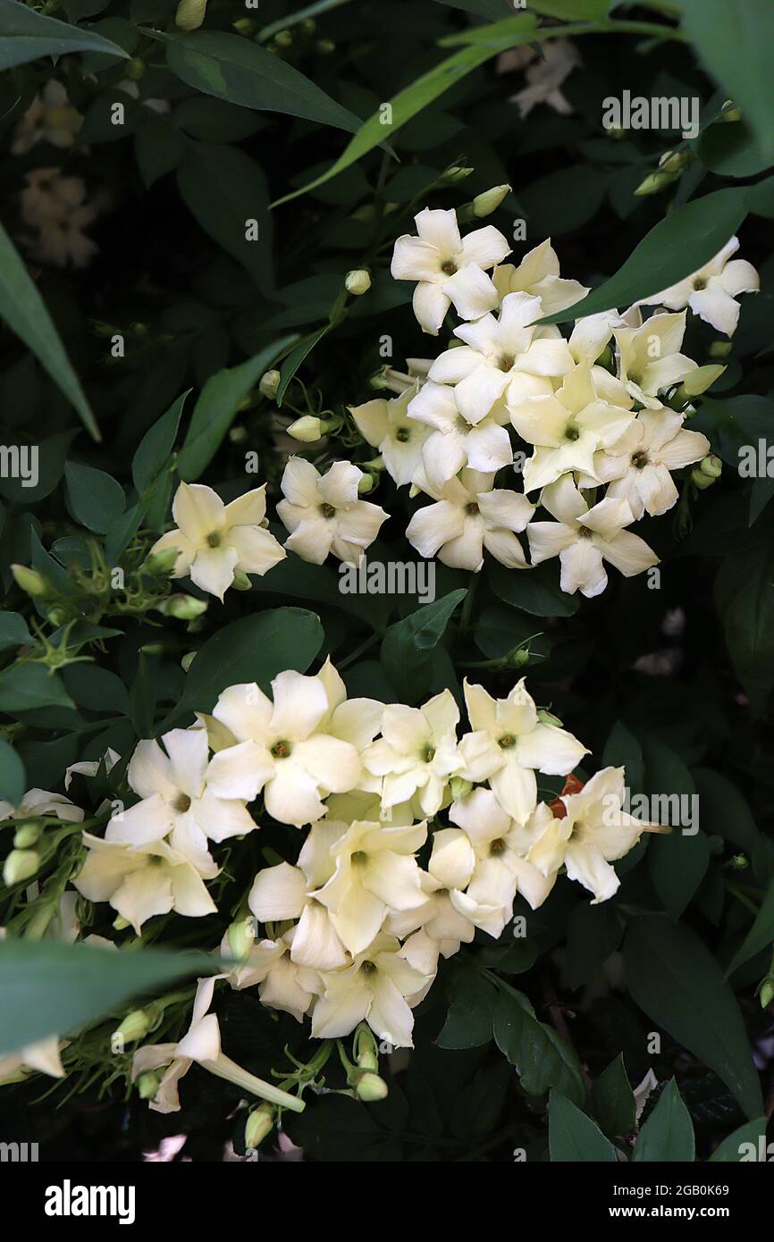 Jasminum officinale ‘Clotted Cream’ jasmine Clotted Cream – cream star-shaped flowers and mid green pinnate leaves,  June, England, UK Stock Photo