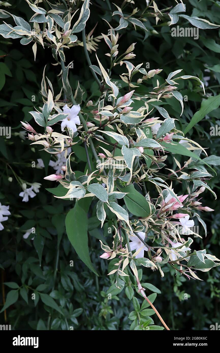 Jasminum officinalis ‘Variegatum’ Jasmine Argenteovariegatum – white star-shaped flowers and variegated leaves,  June, England, UK Stock Photo