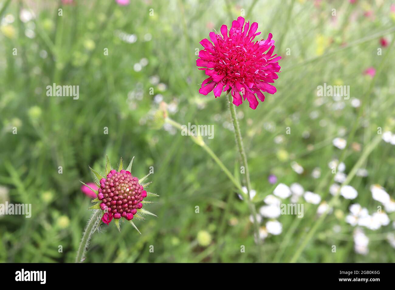 Knautia macedonica 'Red Knight' Macedonian scabious Red Knight – crimson red flowers with pincushion centre of ray florets, June, England, UK Stock Photo Alamy