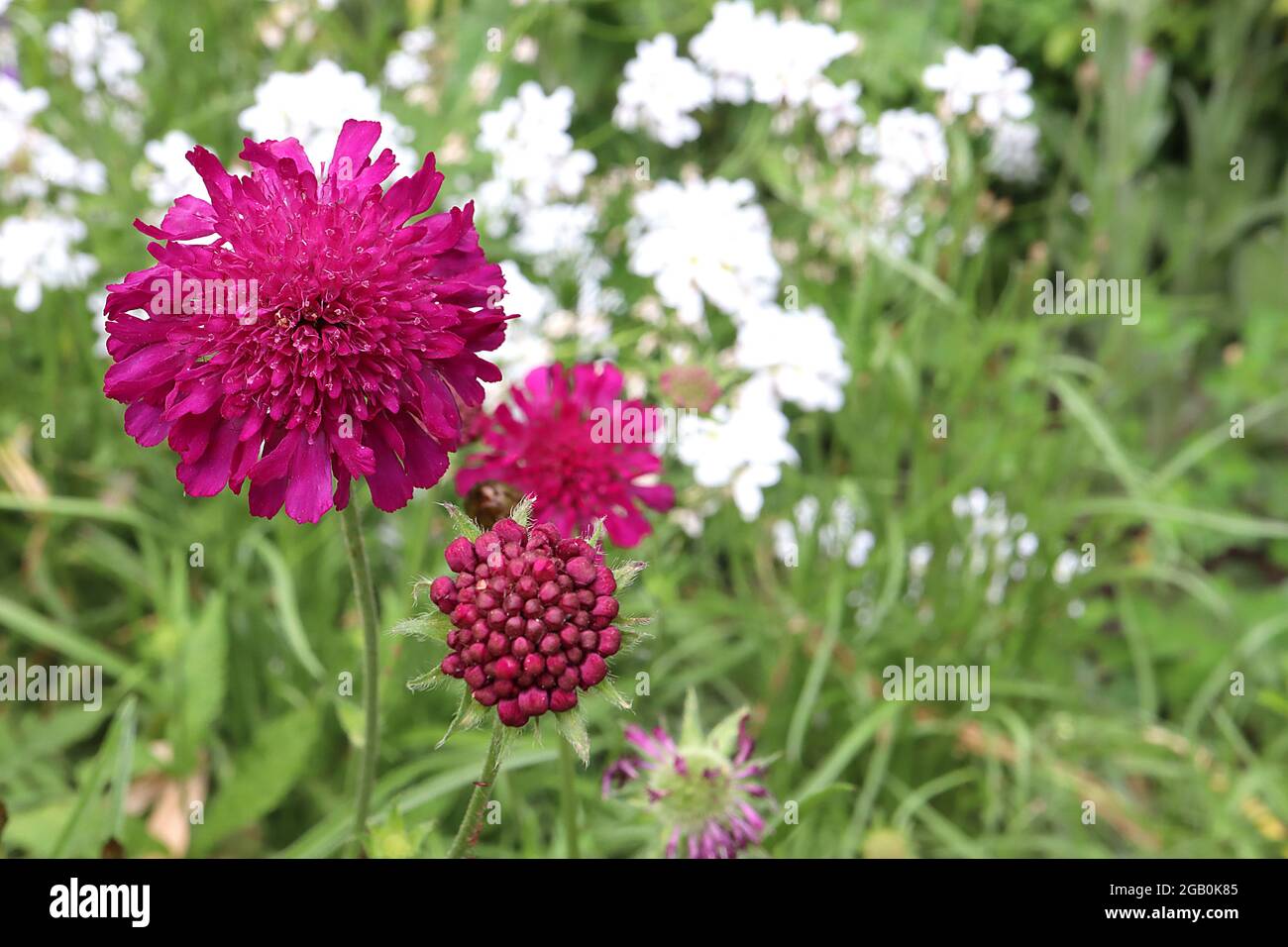 Knautia macedonica 'Red Knight' Macedonian scabious Red Knight – crimson red flowers with pincushion centre of ray florets, June, England, UK Stock Photo Alamy