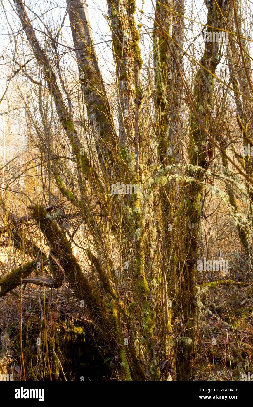 a exterior picture of an Pacific Northwest forest with Red willow trees