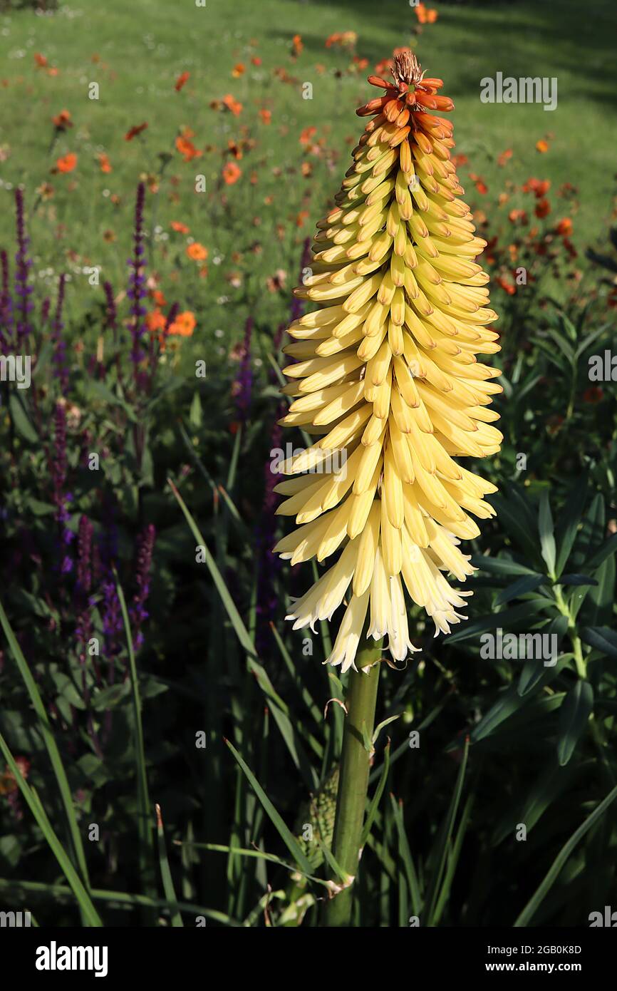 Kniphofia pineapple popsicle hires stock photography and images Alamy