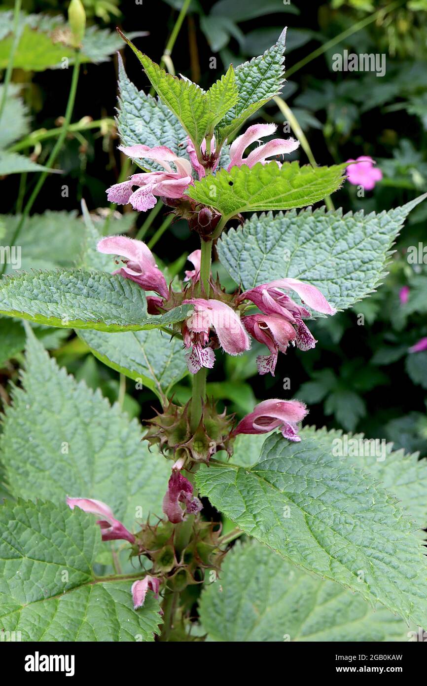 Lamium purpureum  Red deadnettle – cluster of dusky pink two-lipped flowers between top leaves,  June, England, UK Stock Photo