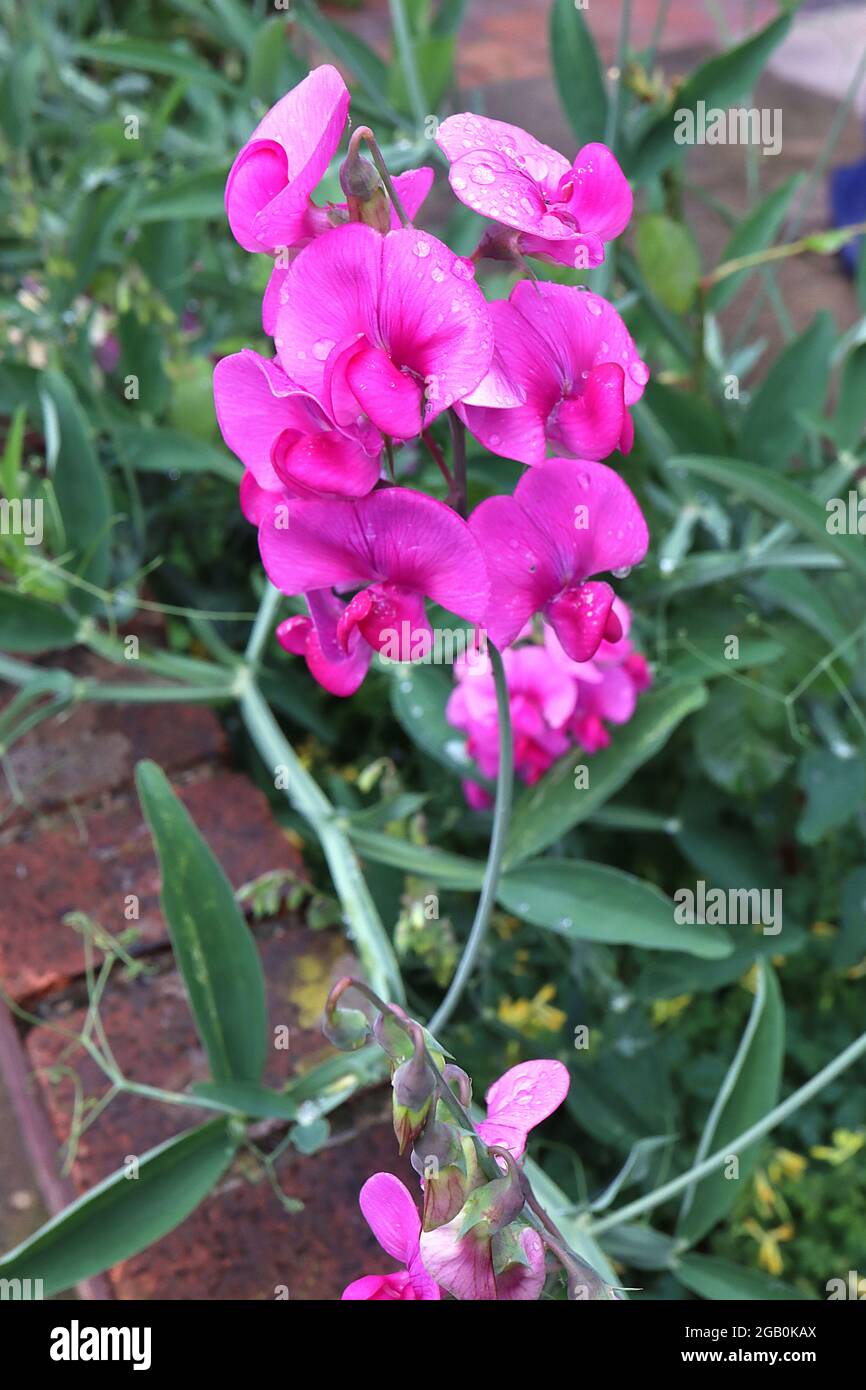 Lathyrus odoratus  sweet pea - deep pink standard and keel, outlined red, June, England, UK Stock Photo