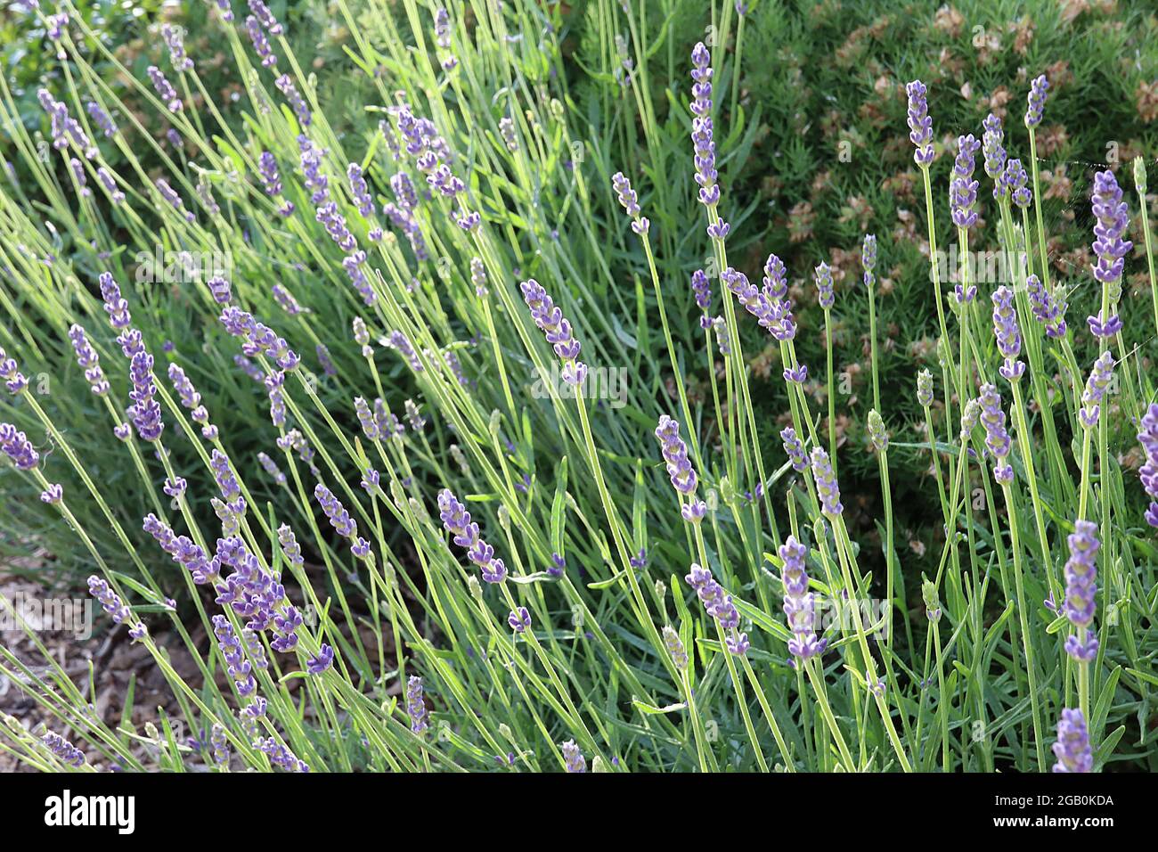 Lavandula angustifolia ‘Hidcote’ English lavender Hidcote – spikes of tiny violet purple flowers and small grey green leaves,  June, England, UK Stock Photo
