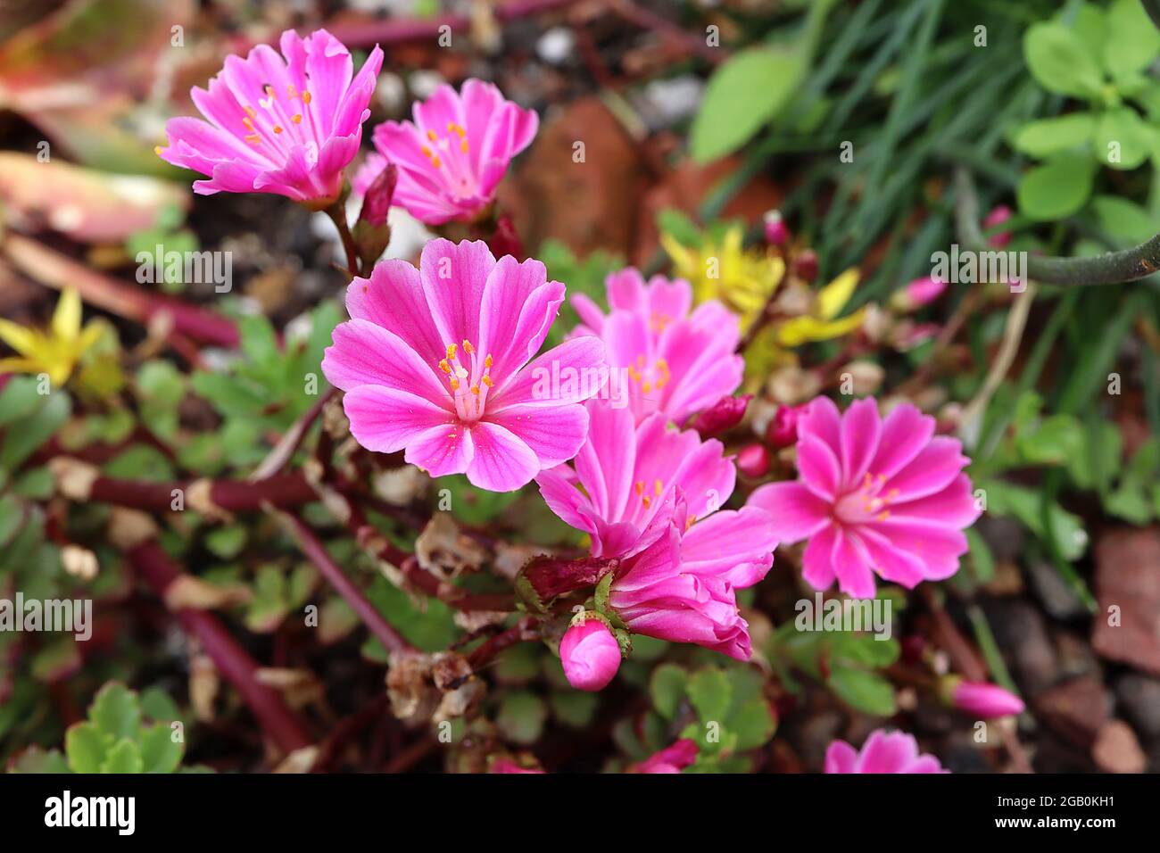 Lewisia cotyledon ‘Elise Mix’ Siskiyou lewisia Elise Mix – open funnel-shaped deep pink flowers with white edges,  June, England, UK Stock Photo