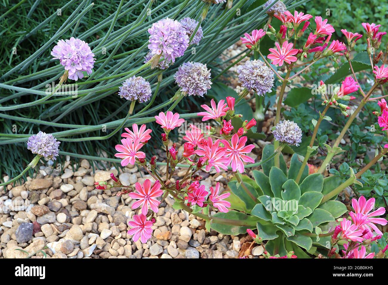 Lewisia cotyledon ‘Little Plum’ Siskiyou lewisia Little Plum – open funnel-shaped pink flowers with deep pink veins and orange stripes,  June, England Stock Photo