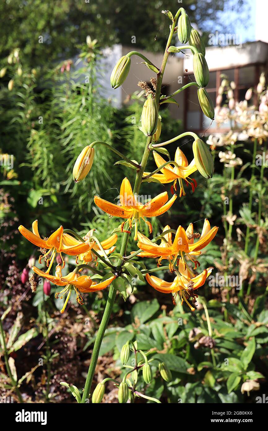 Lilium martagon hansonii Martagon lily hansonii – pendulous funnel-shaped orange yellow flowers with red spots and recurved petals, June, England, UK Stock Photo