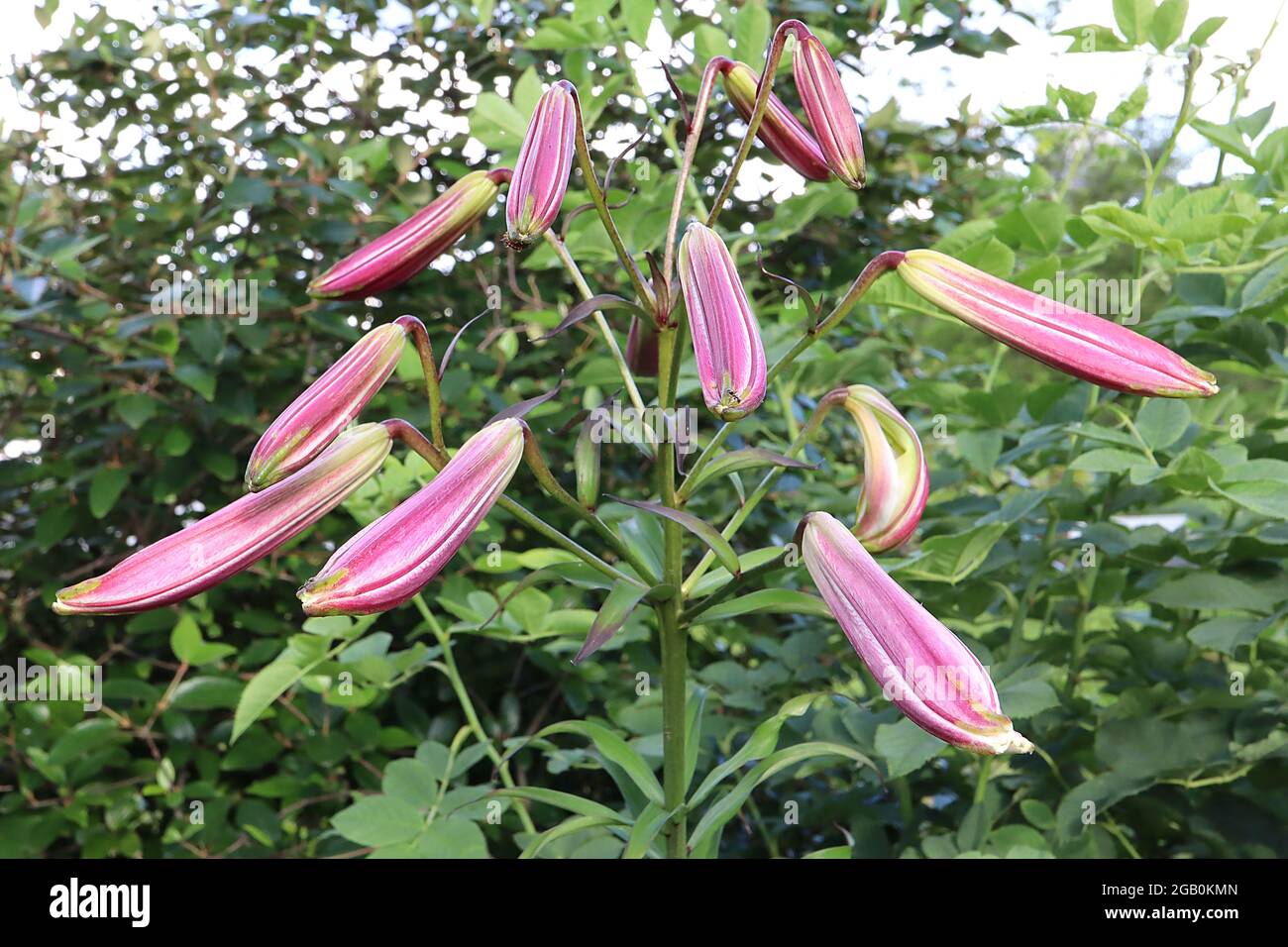 Lilium regale FLOWER BUDS Royal lily long cylindrical deep pink flower buds, June, England, UK