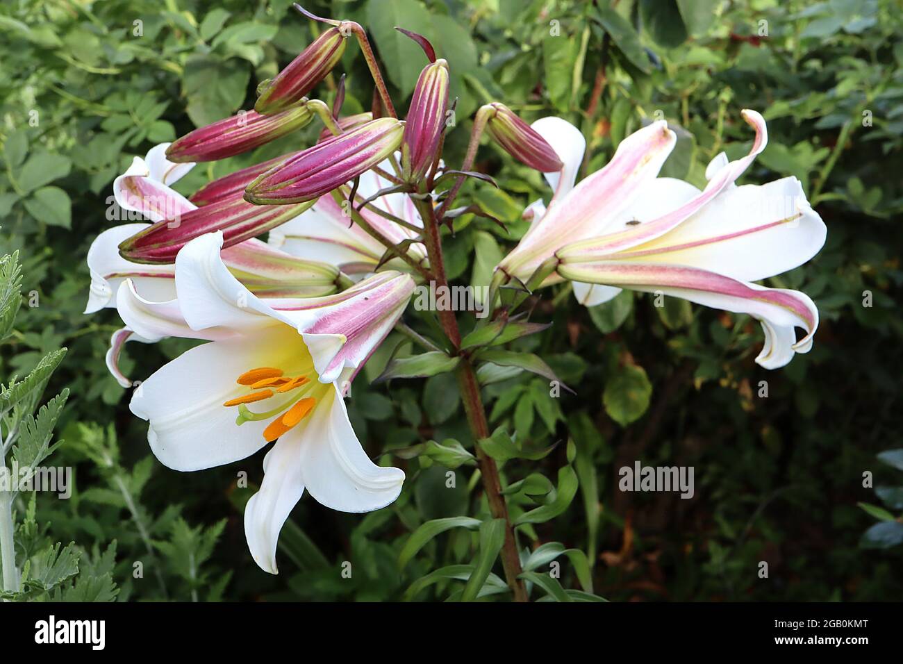 Lilium regale FLOWERS Royal lily – strongly scented large white  trumpet-shaped flowers with pink petal backs on very tall stems, June,  England, UK Stock Photo - Alamy