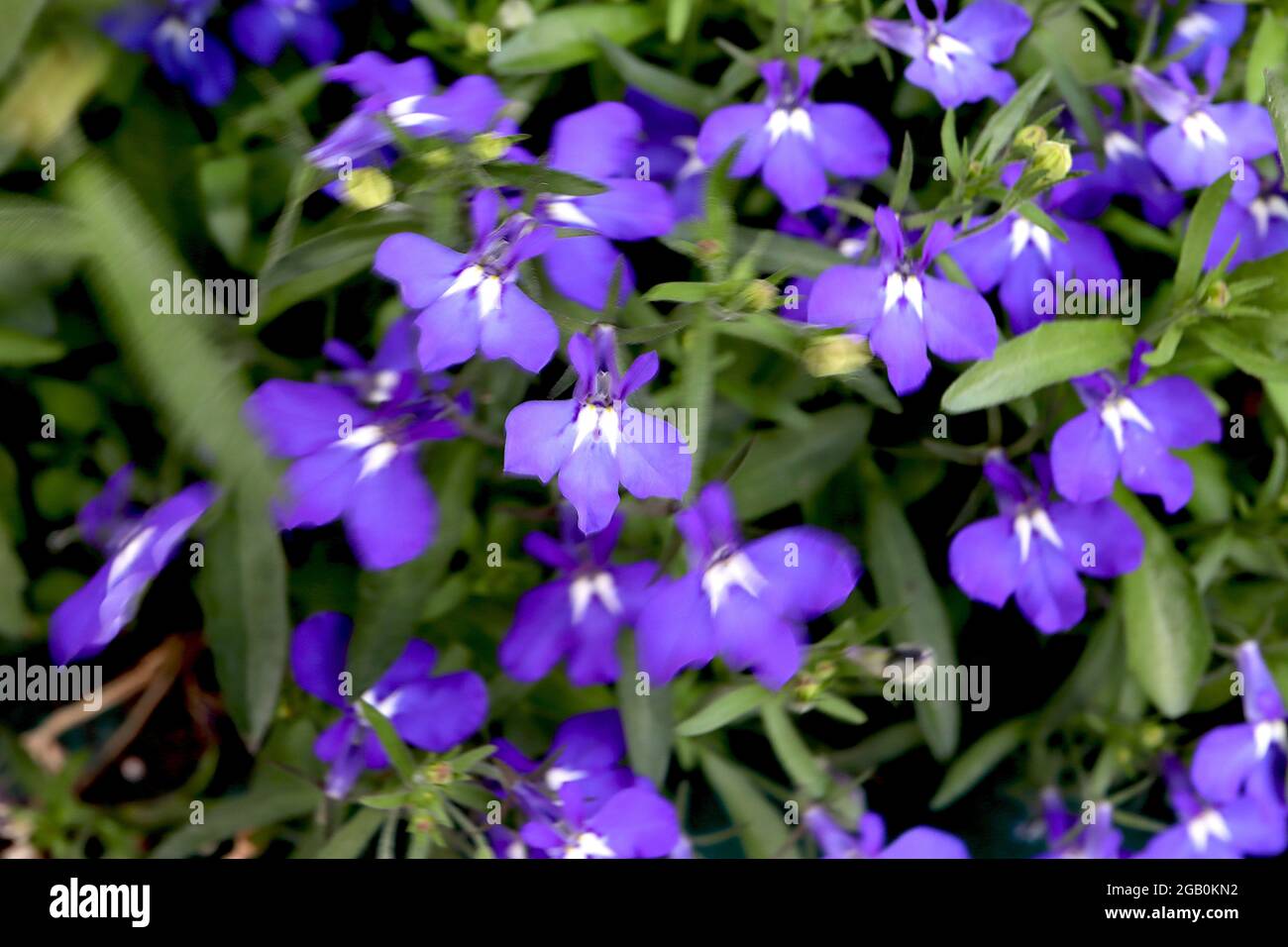 Lobelia erinus ‘Magadi Blue’ trailing lobelia Magadi Blue – violet purple two-lipped flowers with two white pointed marks,  June, England, UK Stock Photo