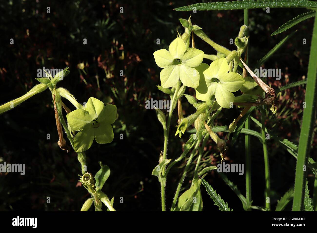 Nicotiana alata ‘Lime Green’ tobacco plant Lime Green – scented tubular lime green flowers,  June, England, UK Stock Photo