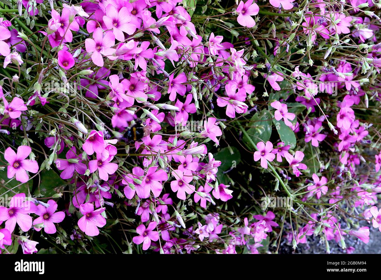 Oxalis articulata pink sorrel violet pink flowers with rounded petals