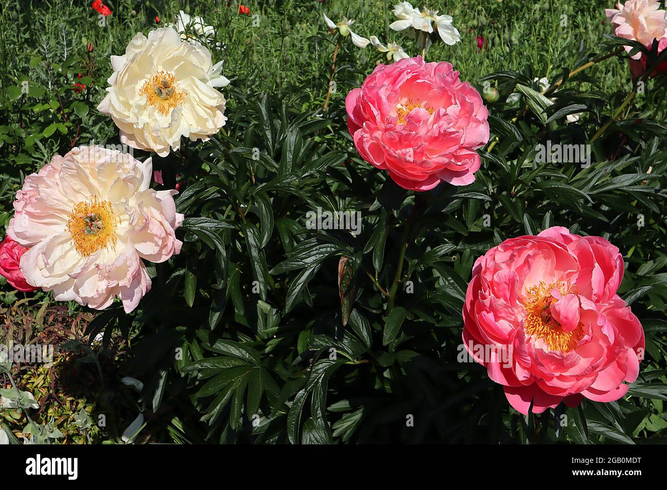 Paeonia ‘Coral Sunset’ Peony Coral Sunset – coral pink flowers with multiple layers of petals,  June, England, UK Stock Photo