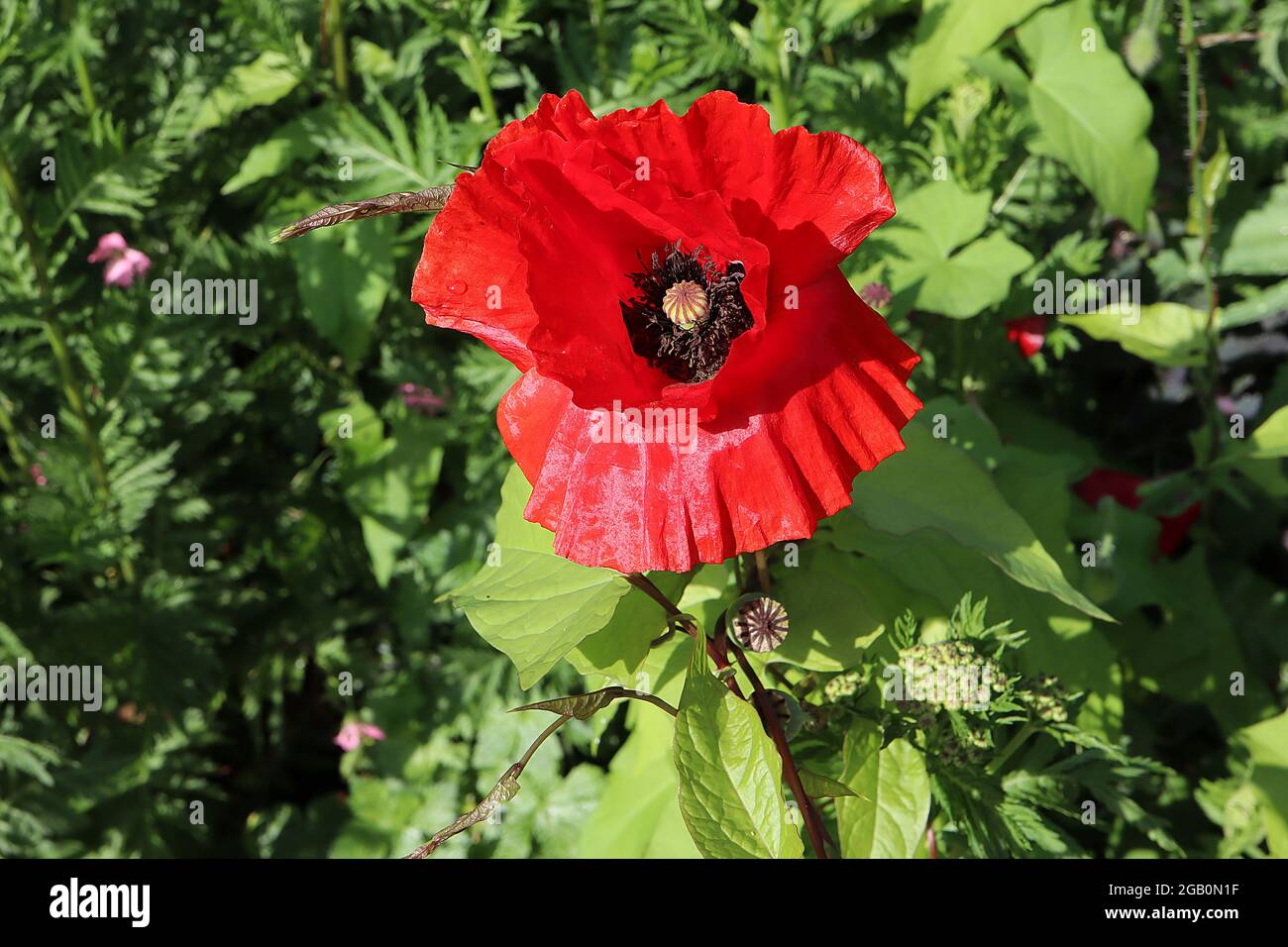 Papaver rhoeas common poppy – red flowers with creased petals on hairy wiry stems,  June, England, UK Stock Photo