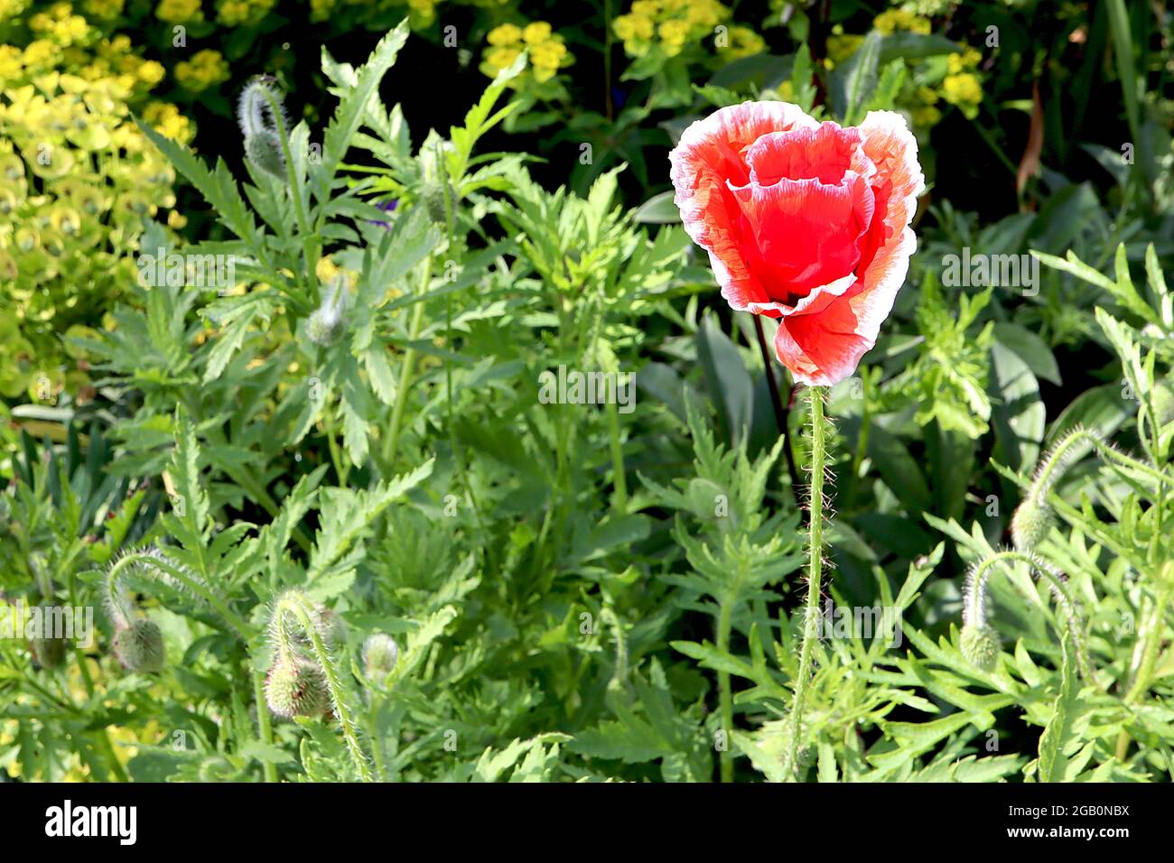 Papaver rhoeas ‘Dawn Chorus’ common poppy Dawn Chorus - red flowers with white margins and creased petals on hairy wiry stems, June, England, UK Stock Photo