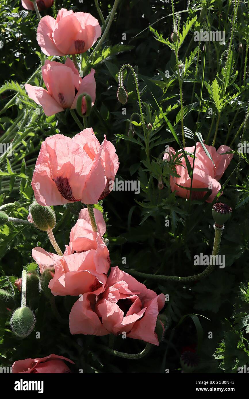 Papaver orientale ‘Victoria Louise’ oriental poppy Victoria Louise - large salmon pink poppies with creased petals on tall stems,  June, England, UK Stock Photo