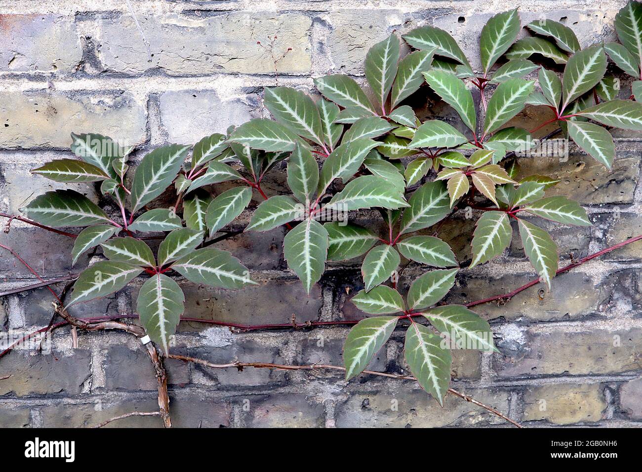 Parthenocissus Henryana Chinese silver creeper – olive green leaves with strong white veins,  June, England, UK Stock Photo