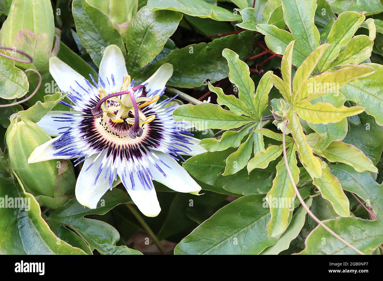 Passiflora caerulea bluecrown passionflower – white sepals, purple radial corona filaments, yellow stamen, brown stigmas,  June, England, UK Stock Photo