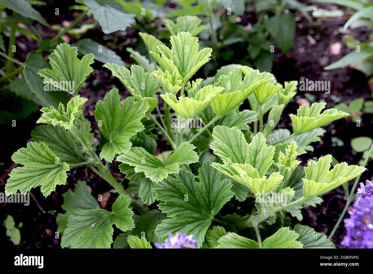 Pelargonium graveolens ‘Orange Fizz’ leaves only scented geranium Orange Fizz - orange scented palmately lobed wrinkled leaves, June, England, UK Stock Photo