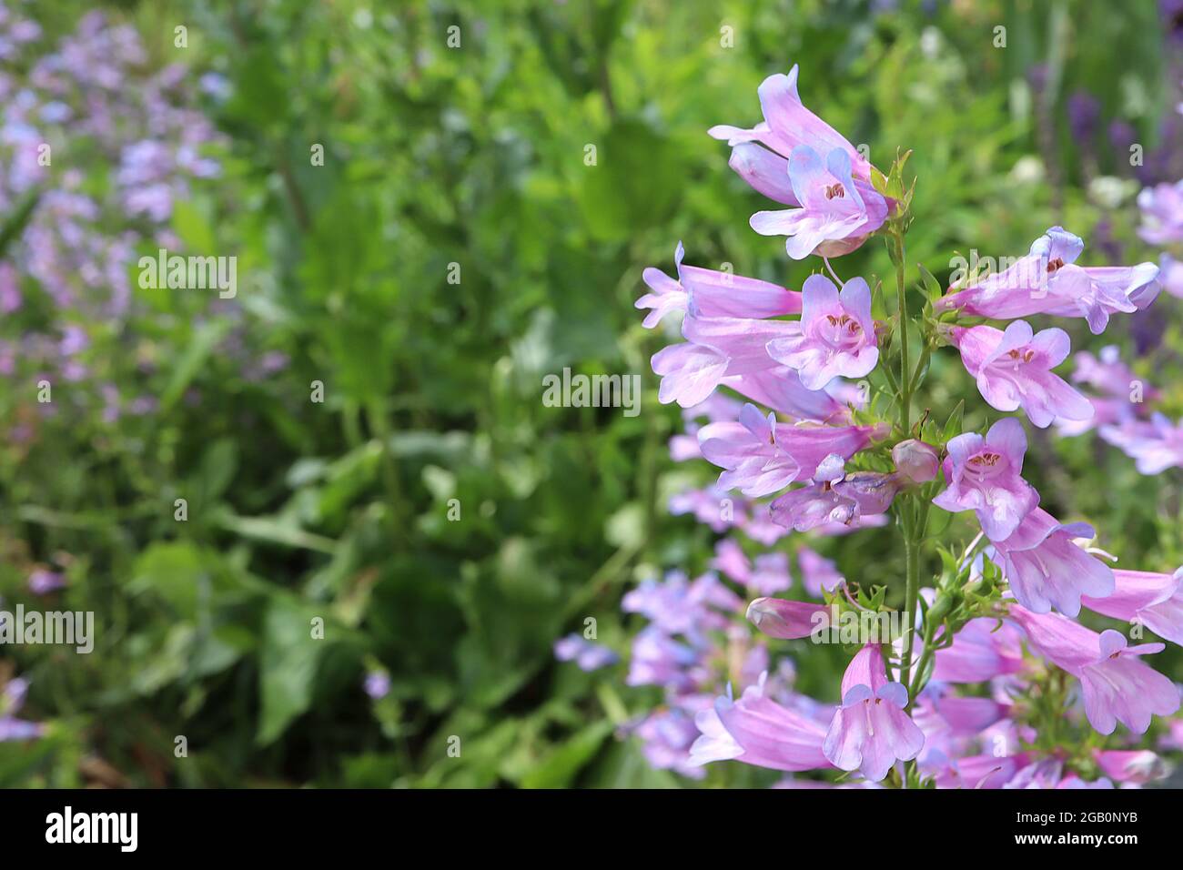 Penstemon heterophyllus ‘Heavenly Blue’ beardtongue Heavenly Blue – upright panicles of two tone violet blue tubular flowers,  June, England, UK Stock Photo