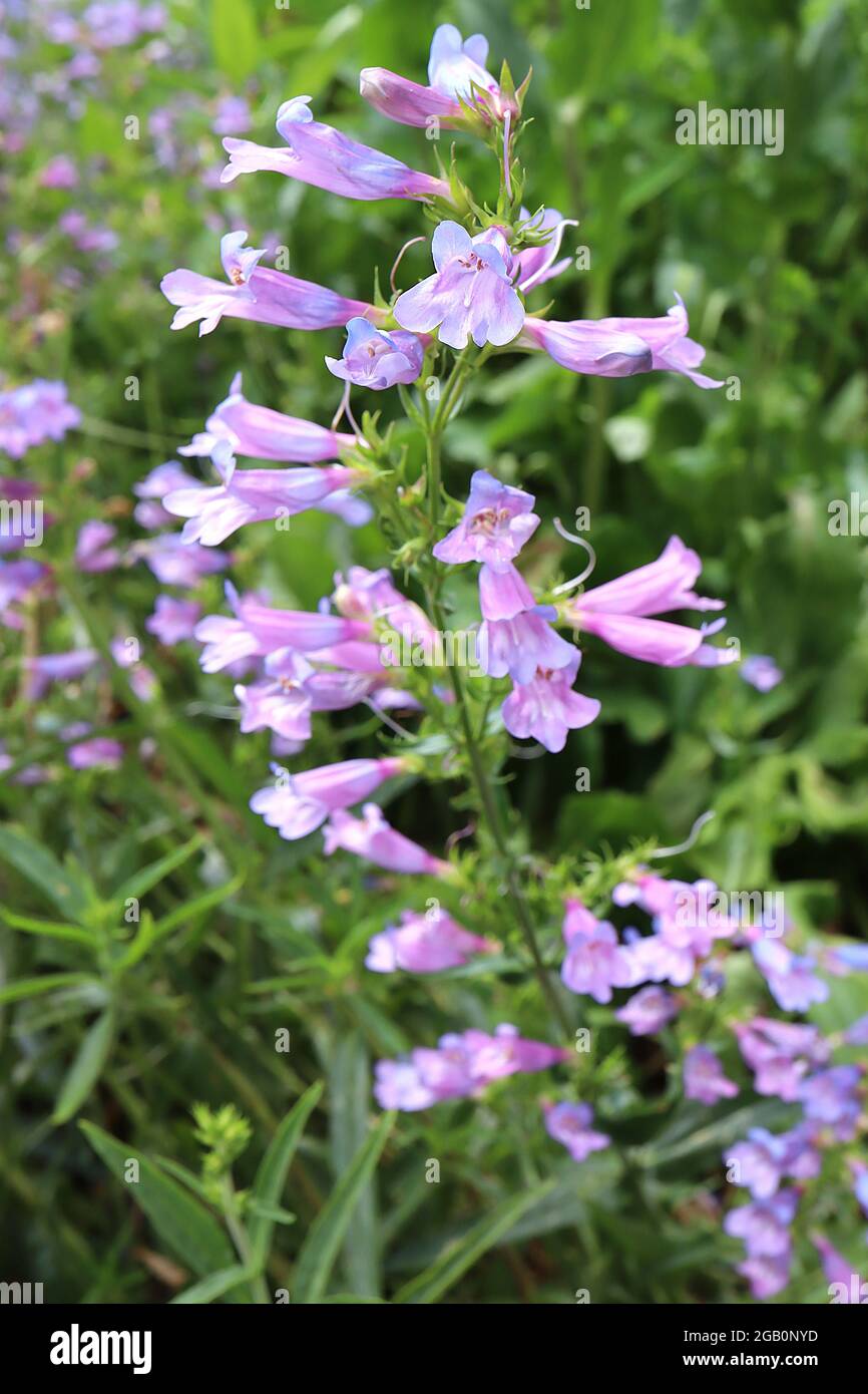 Penstemon heterophyllus ‘Heavenly Blue’ beardtongue Heavenly Blue – upright panicles of two tone violet blue tubular flowers,  June, England, UK Stock Photo