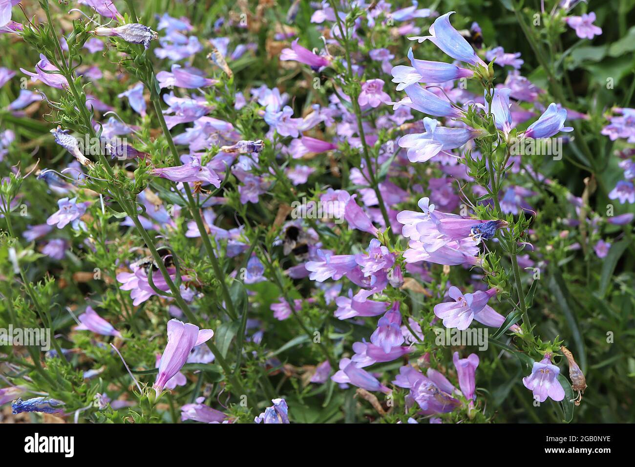 Penstemon heterophyllus ‘Heavenly Blue’ beardtongue Heavenly Blue – upright panicles of two tone violet blue tubular flowers,  June, England, UK Stock Photo