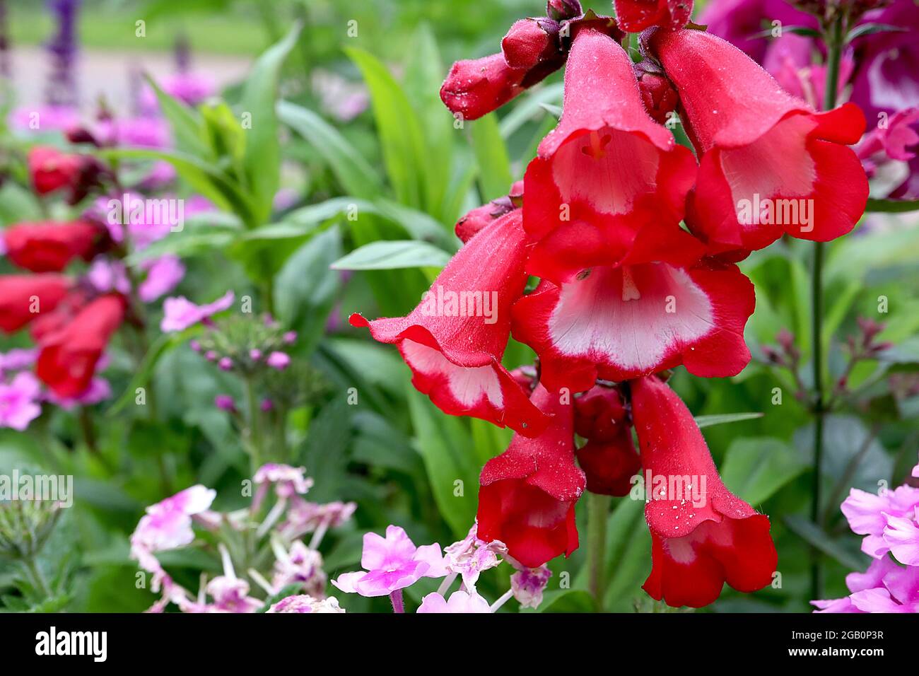 Penstemon ‘Pensham Amelia Jane’  beardtongue Amelia Jane – upright panicles of red tubular flowers and white throat,   June, England, UK Stock Photo