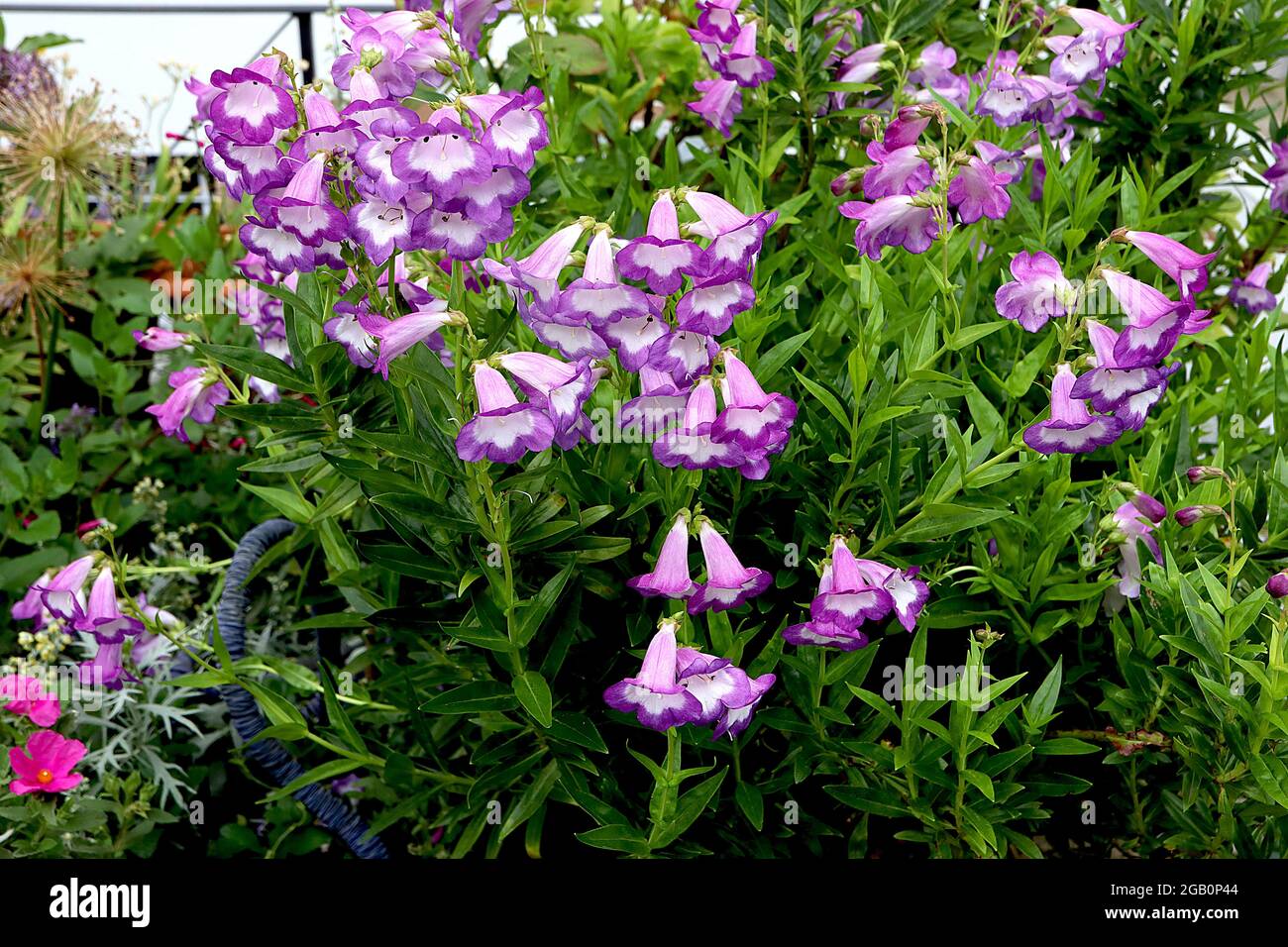 Penstemon ‘Pensham Czar’ beardtongue Czar – upright panicles of purple ...