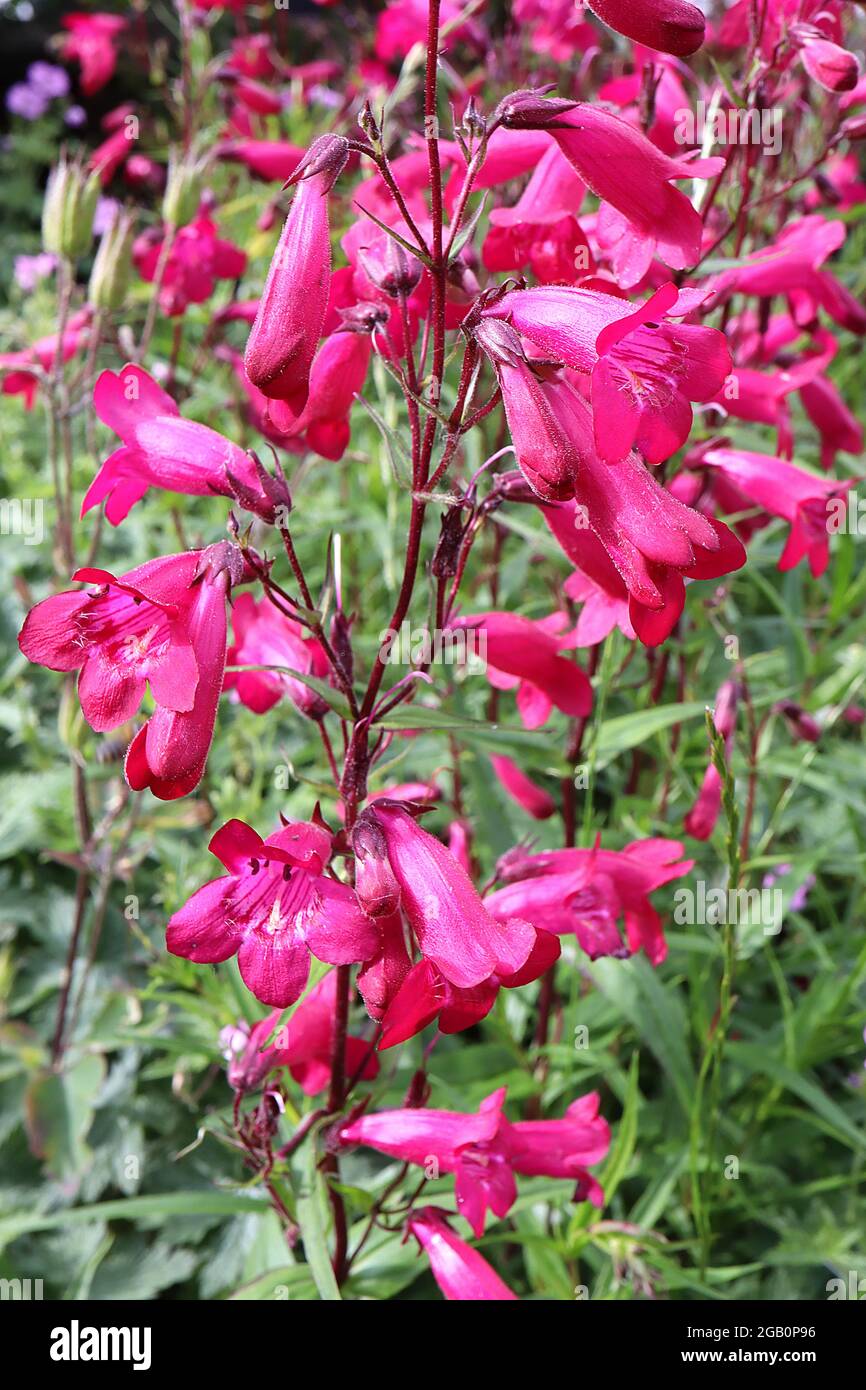 Penstemon ‘Pensham Just Jayne’ beardtongue Just Jayne –   upright panicles of deep pink tubular flowers, white throat, deep pink streaks,  June, UK Stock Photo