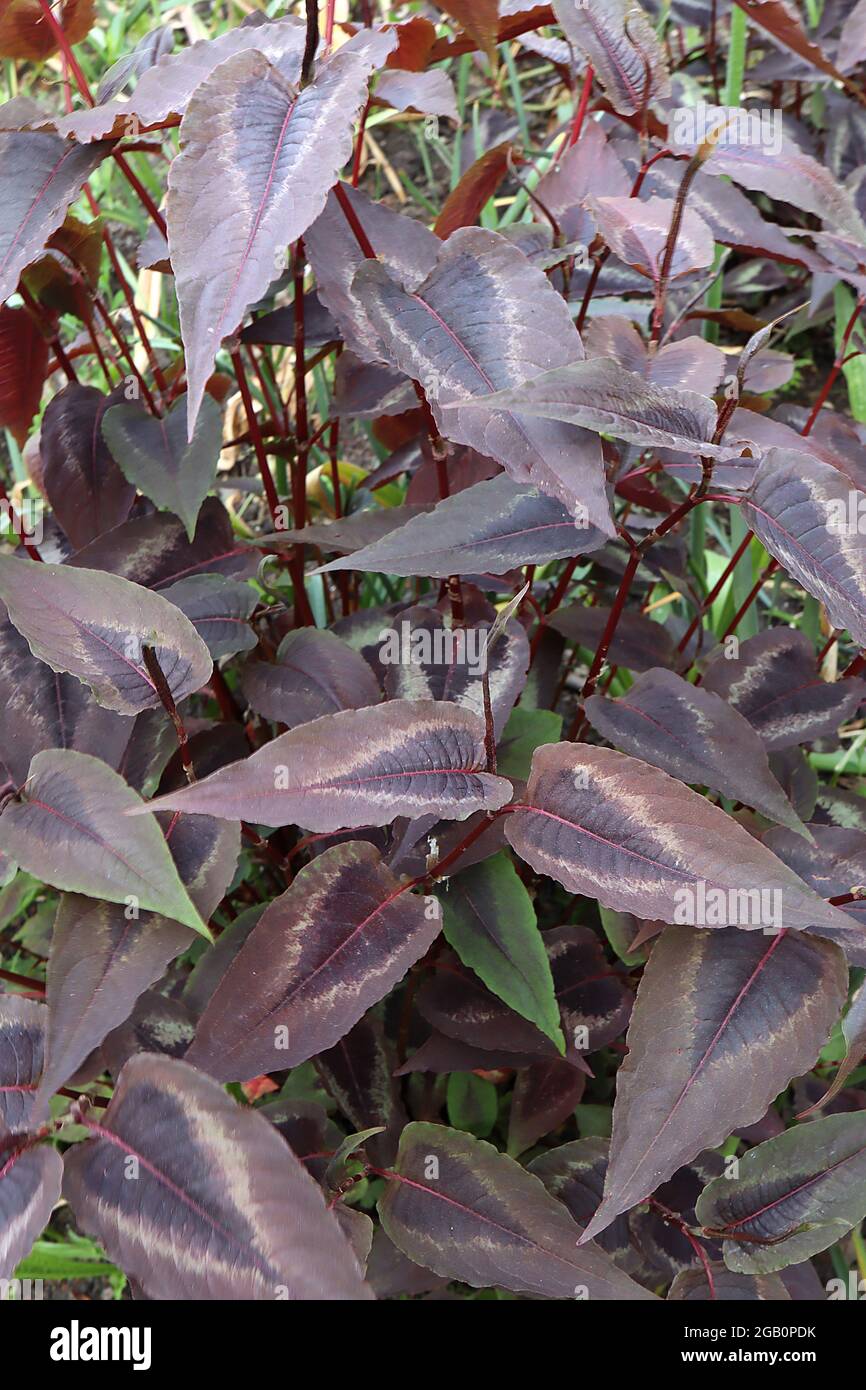 Persicaria ‘Red Dragon’ Knotweed Red Dragon – pointed lance-shaped maroon purple leaves with black centre and white margins,  June, England, UK Stock Photo