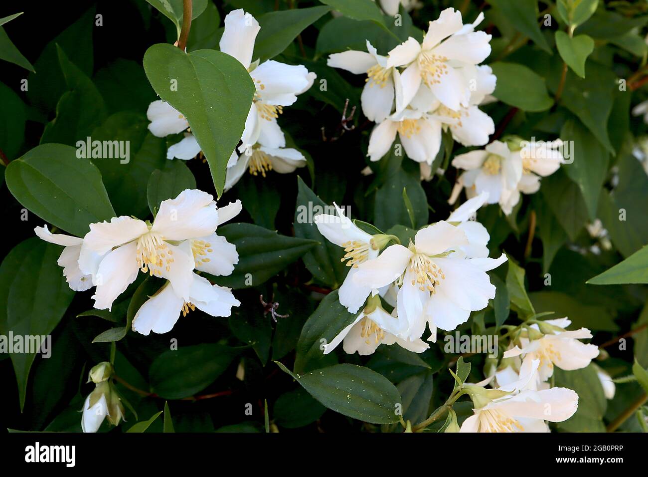 Philadelphus lemoinei mock orange lemoinei – white flowers with fringed petals,  June, England, UK Stock Photo