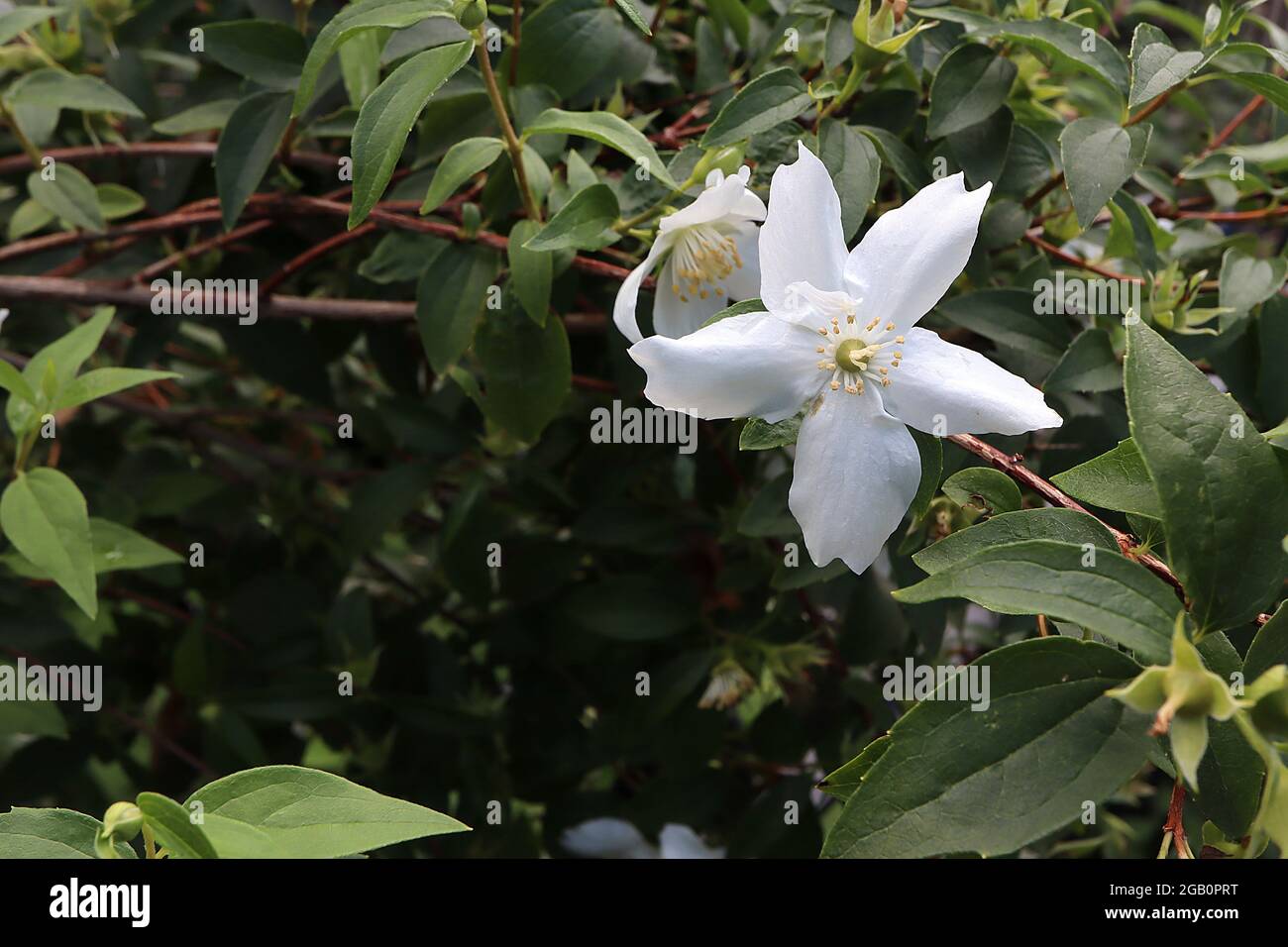 Philadelphus lewisii ‘Blizzard’ mock orange Blizzard – white flowers with five notched petals,  June, England, UK Stock Photo